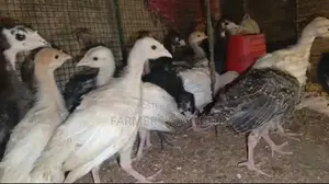 කළුකුම් පැටවුන්
