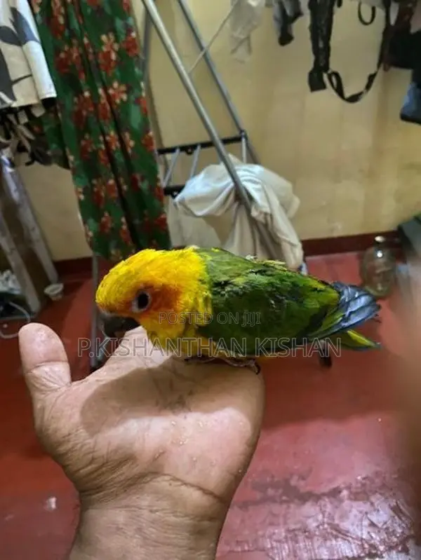 Sun Conure - Bird