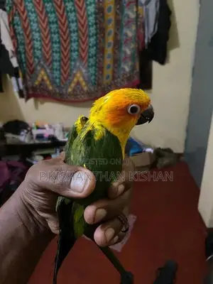 Sun Conure - Bird