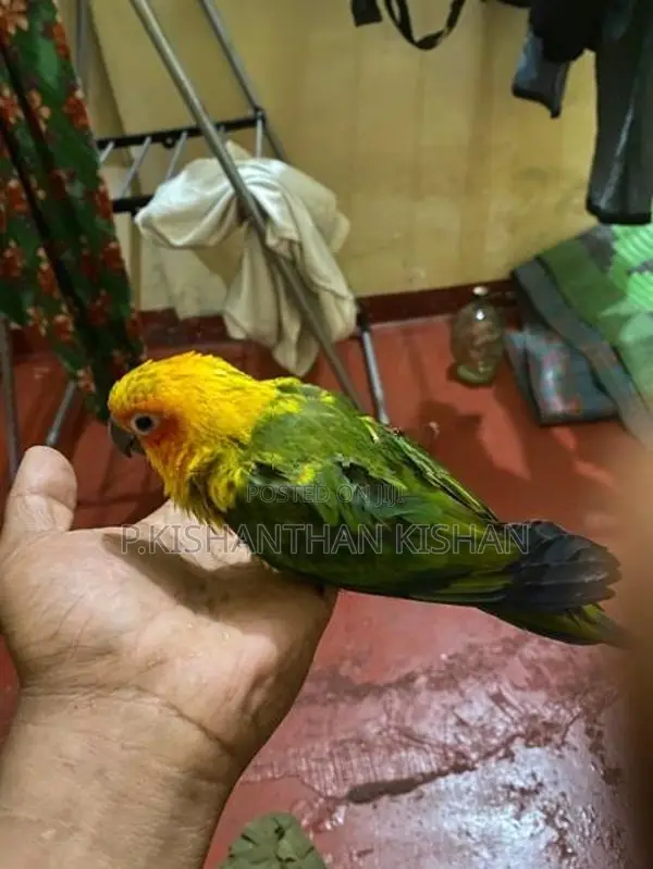 Sun Conure - Bird