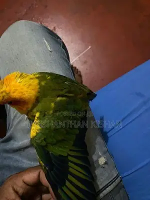 Sun Conure - Bird