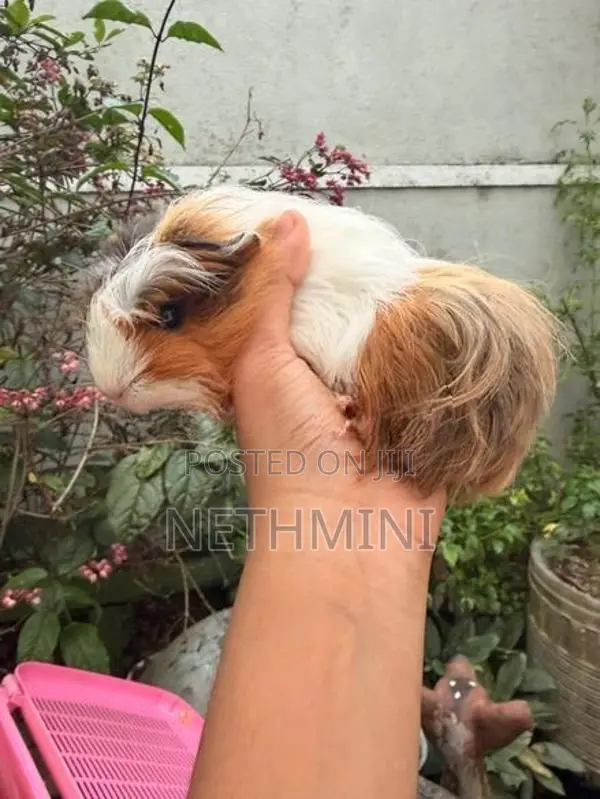 2 Long Haired Guinea Pigs