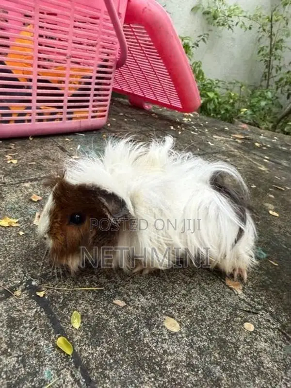 2 Long Haired Guinea Pigs