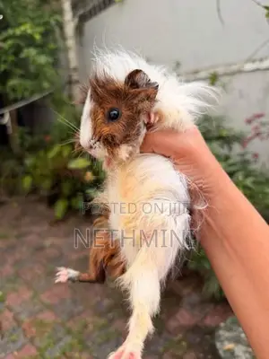 2 Long Haired Guinea Pigs
