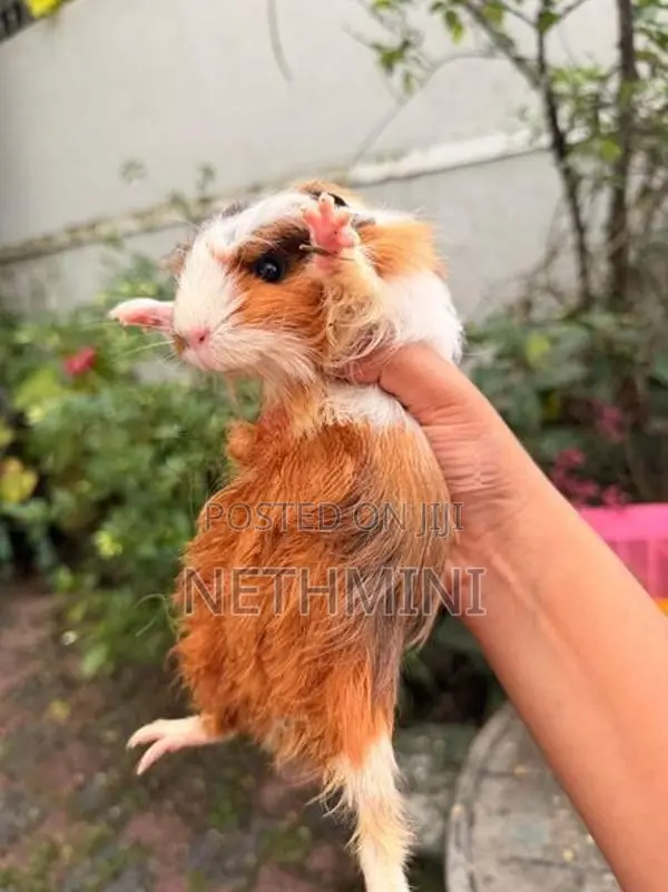 2 Long Haired Guinea Pigs