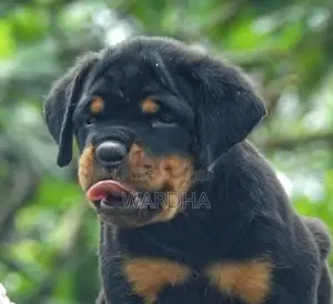 Rottweiler Puppies