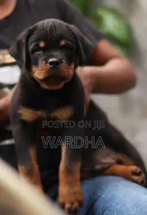 Rottweiler Puppies