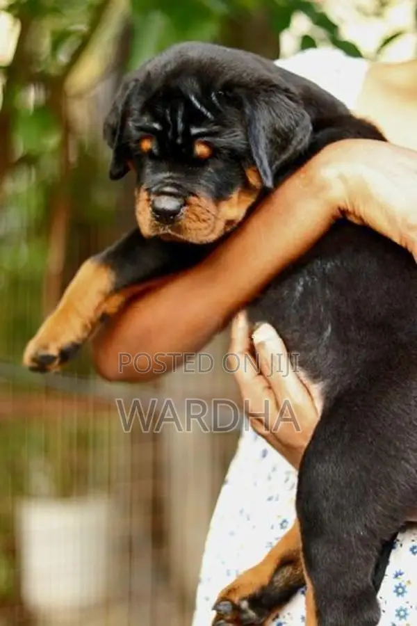 Rottweiler Puppies