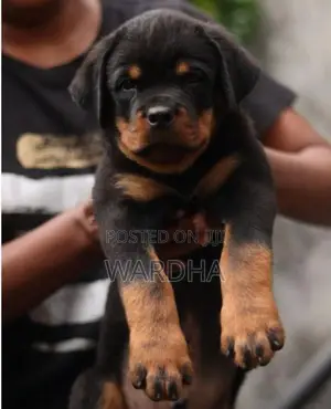 Rottweiler Puppies