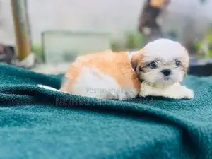 Shitzu Puppy