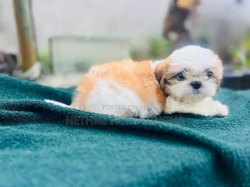 Shitzu Puppy