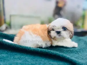 Shitzu Puppy