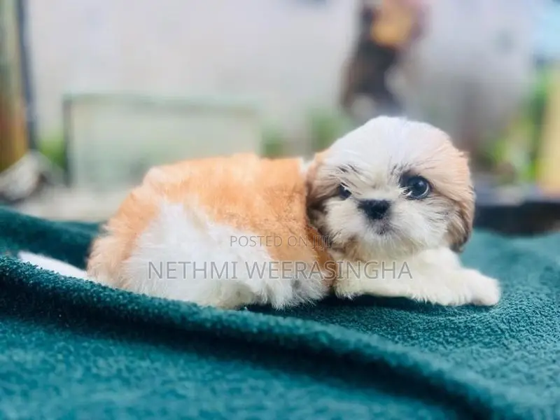 Shitzu Puppy