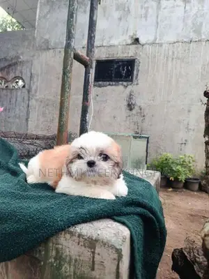 Shitzu Puppy