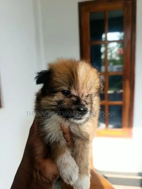 Fluffy, Medium-Sized Dog
