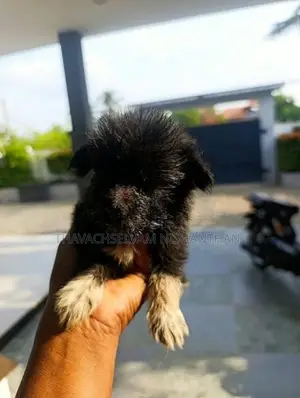 Fluffy, Medium-Sized Dog