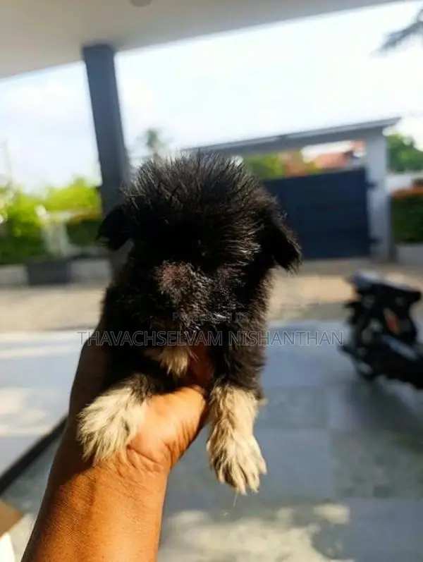 Fluffy, Medium-Sized Dog
