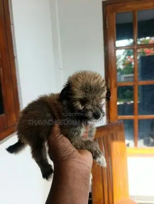 Fluffy, Medium-Sized Dog