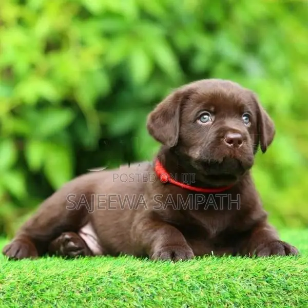 Labrador puppies (pure breed) chocolate