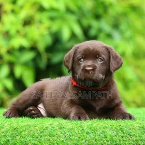 Labrador puppies (pure breed) chocolate