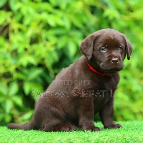 Labrador puppies (pure breed) chocolate