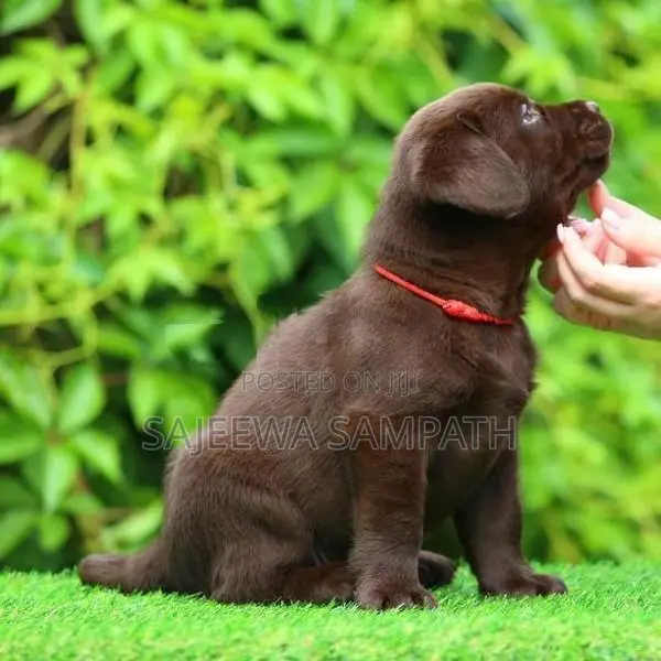 Labrador puppies (pure breed) chocolate