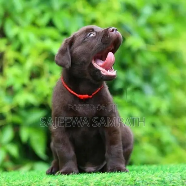 Labrador puppies (pure breed) chocolate