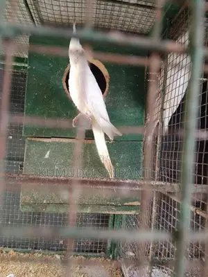 Cocktails Birds