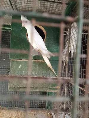 Cocktails Birds