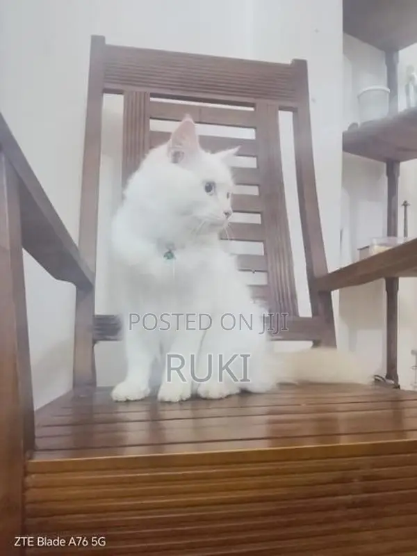 Persian Cat