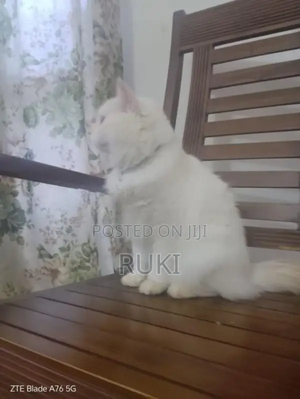 Persian Cat