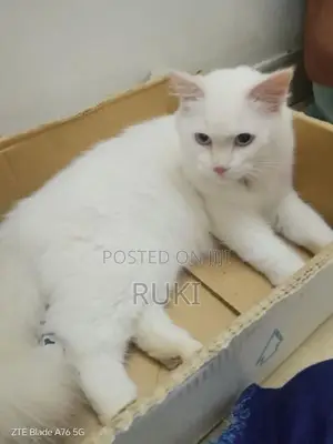 Persian Cat
