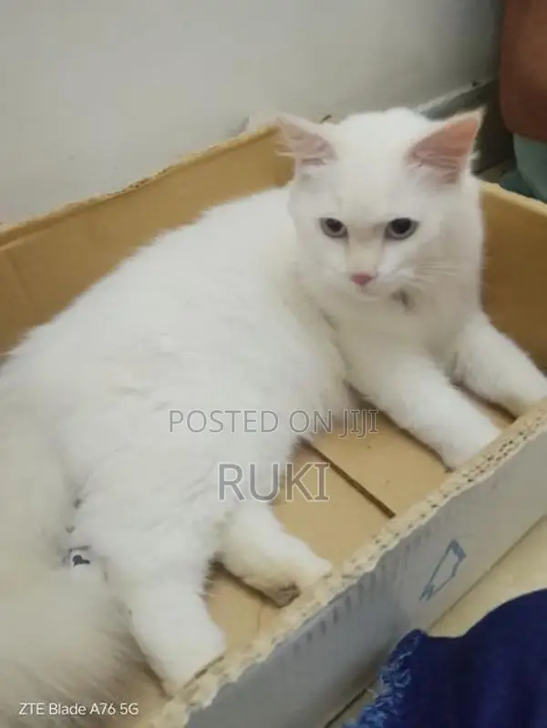 Persian Cat