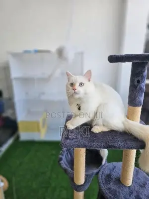 Persian Cat