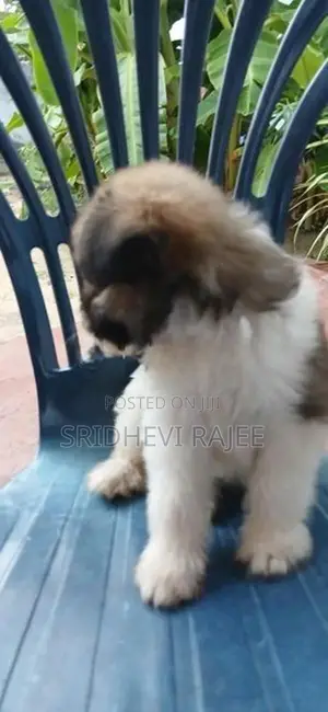 Terrier Puppies