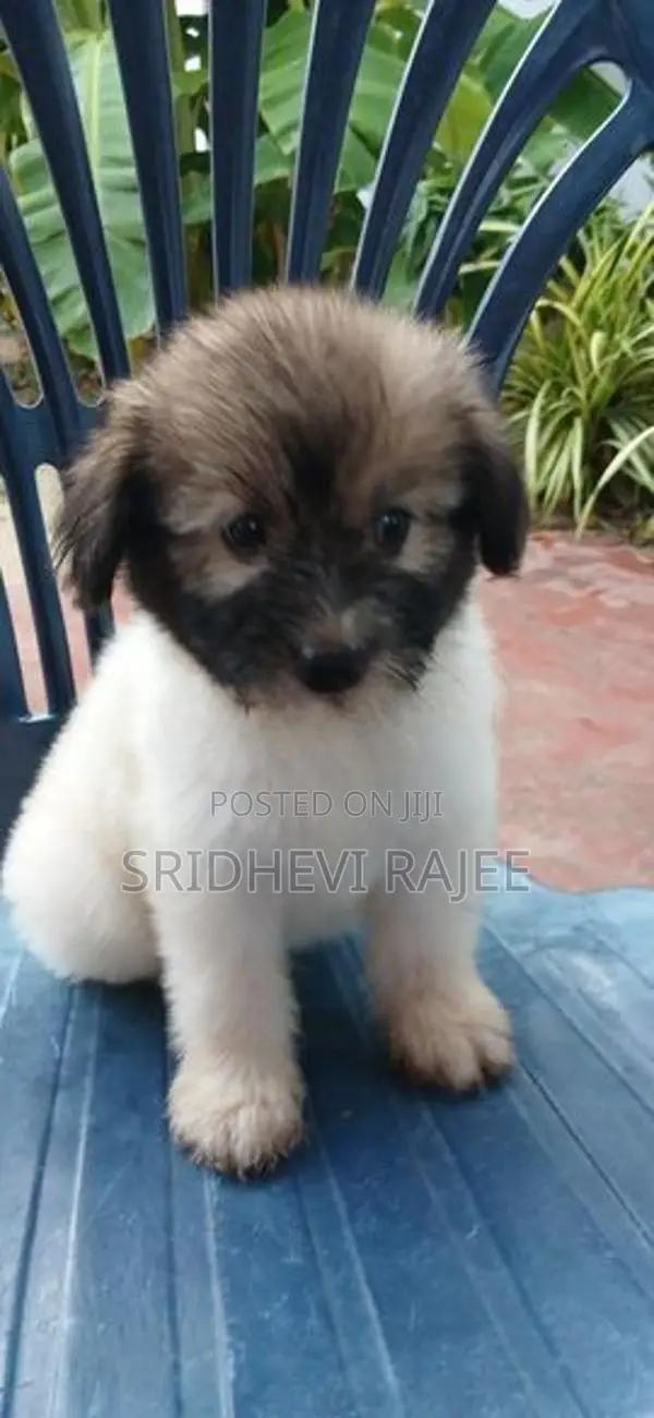 Terrier Puppies