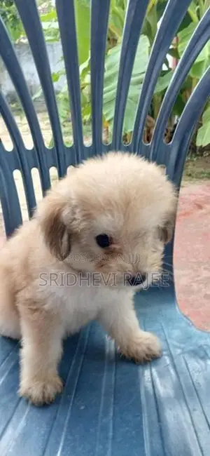 Terrier Puppies