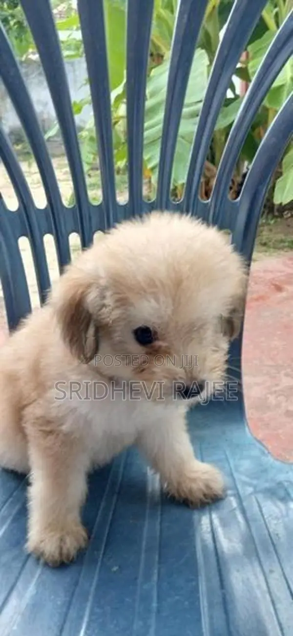 Terrier Puppies
