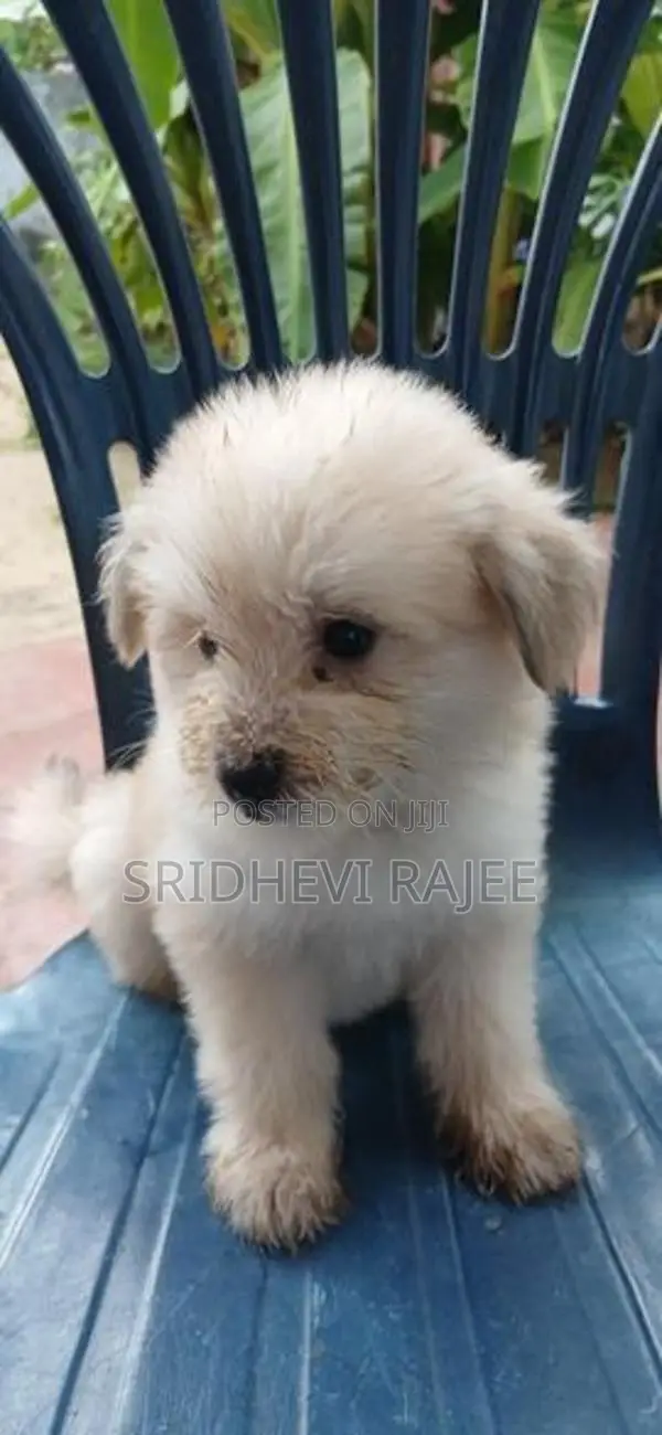 Terrier Puppies