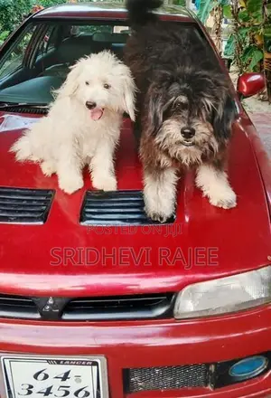 Terrier Puppies