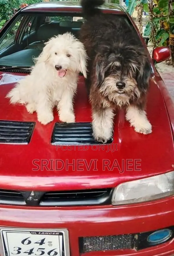Terrier Puppies