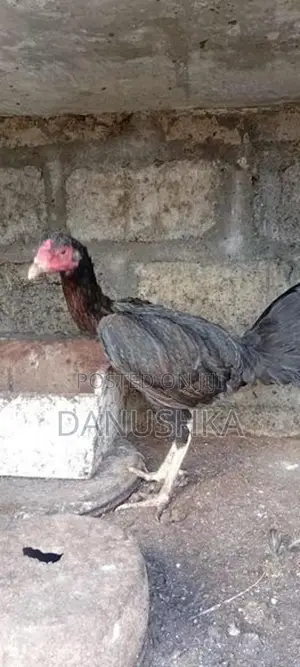Kukulan