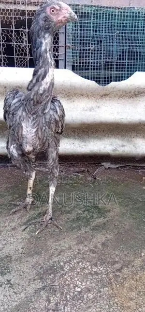 Kukulan