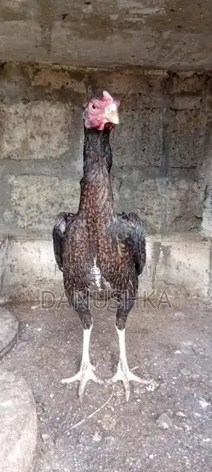 Kukulan
