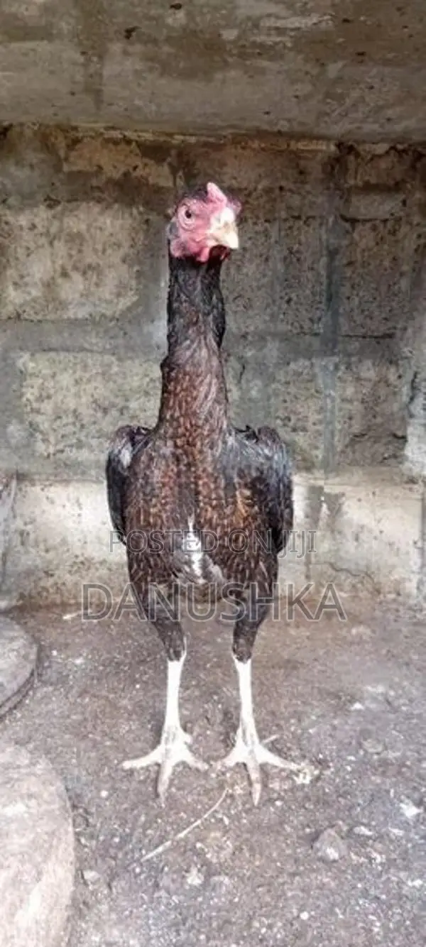 Kukulan