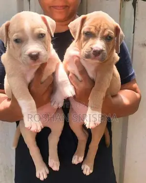 American Bully Puppies (XL)