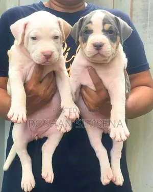 American Bully Puppies (XL)