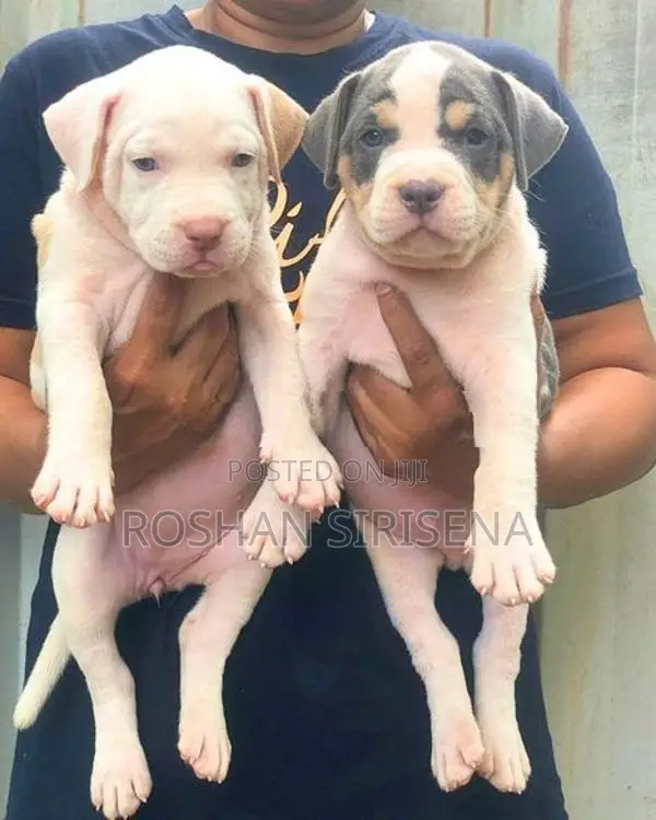 American Bully Puppies (XL)