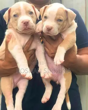 American Bully Puppies (XL)