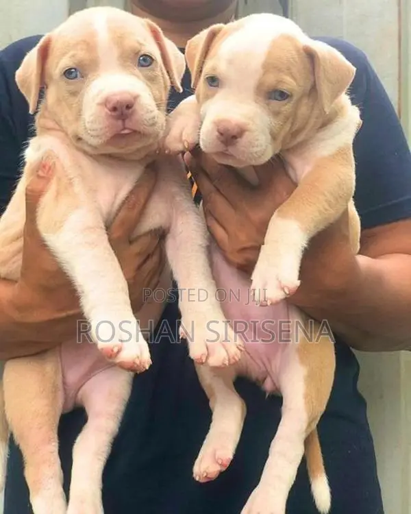 American Bully Puppies (XL)